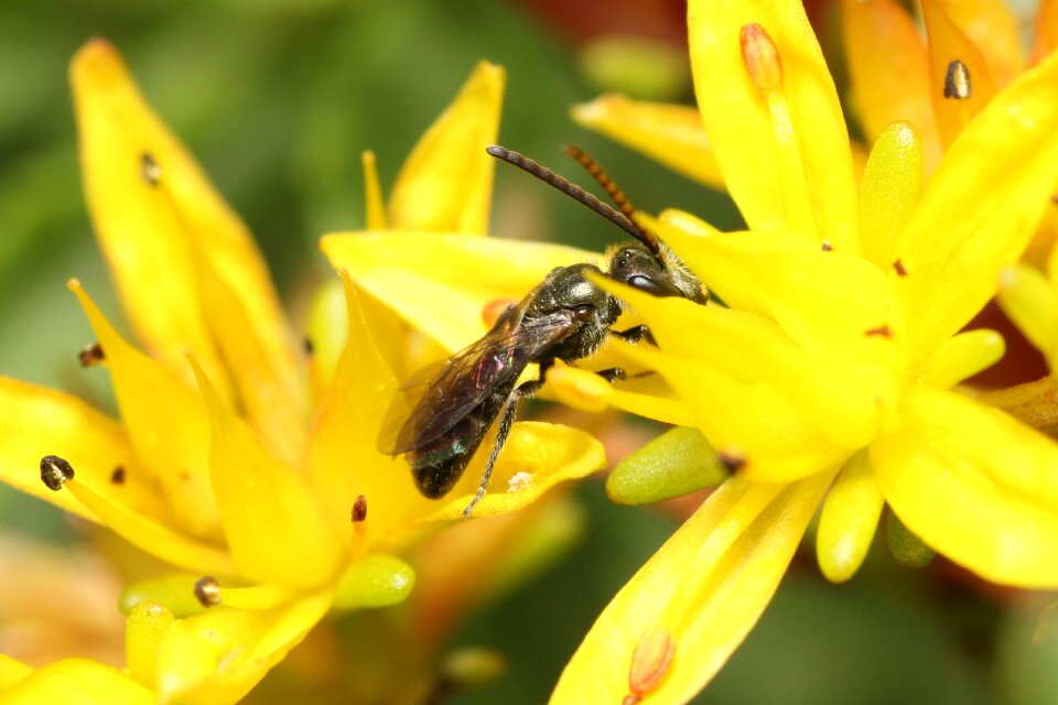 Yellow insect sprinkle