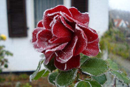 Rose red frost