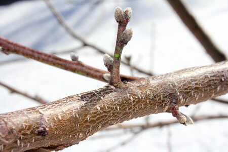 Wood nectarine tree tree buds