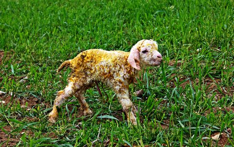 Baby angora goat ayas ankara