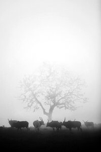 Cattle herd animal photo