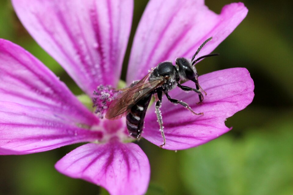 Purple insect sprinkle