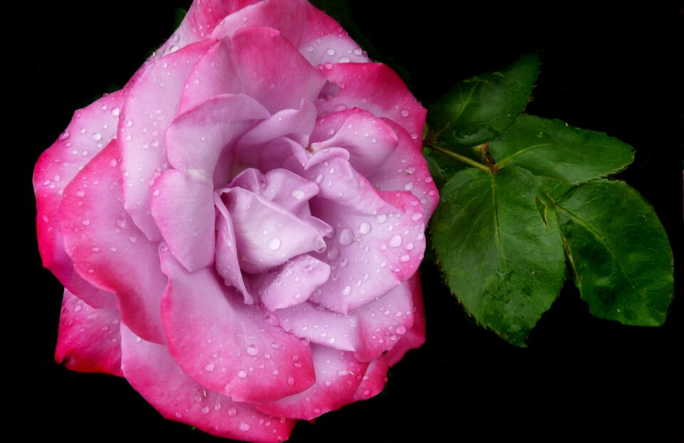 Flower rain drops garden photo