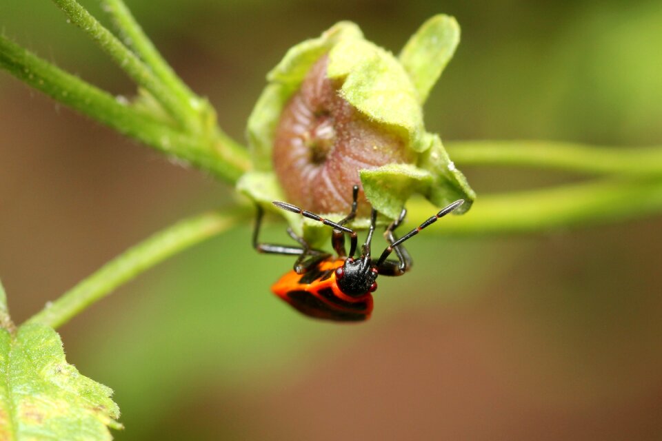 Blossom bloom insect