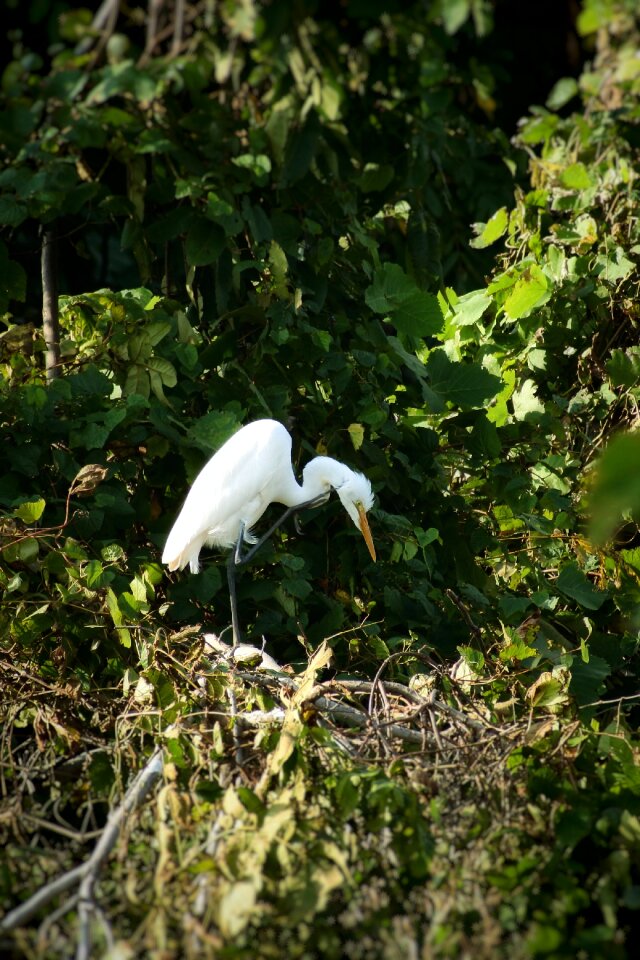 Green wild birds heron