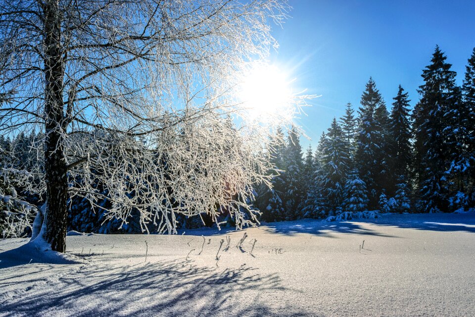 Cold tree landscape