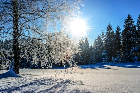 Cold tree landscape photo