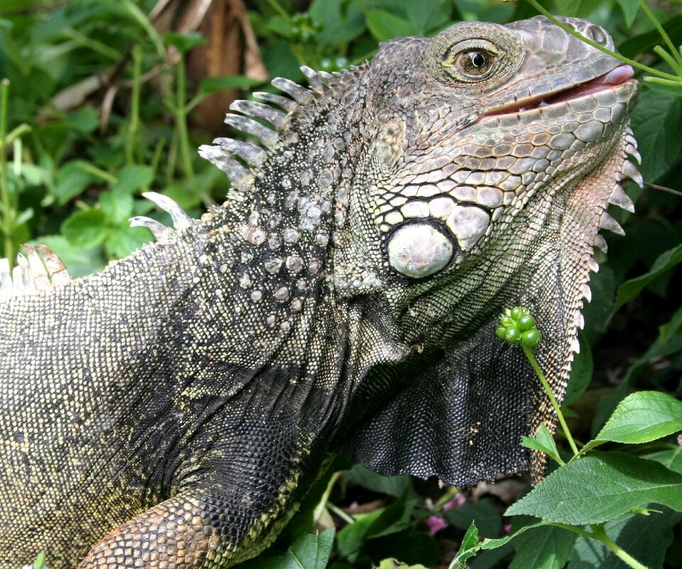 Reptile iguana lizard