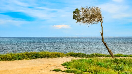 Sky seashore grass