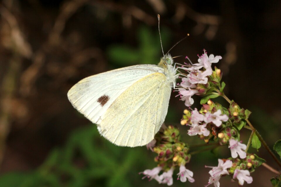 Blossom bloom insect