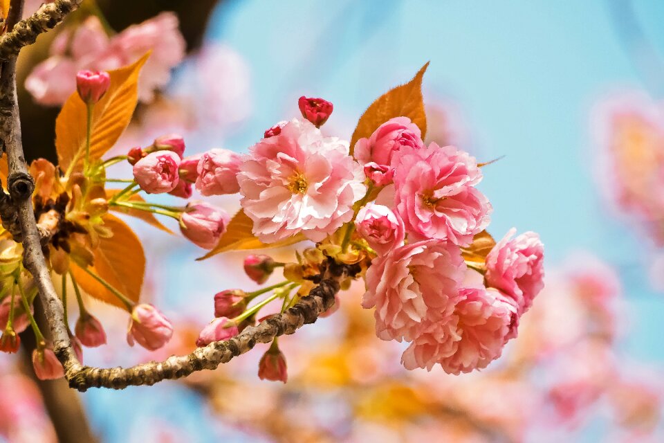 Plant season flowers