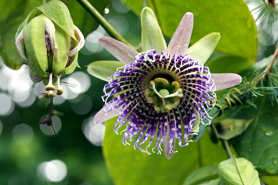 Garden passion fruit exotic