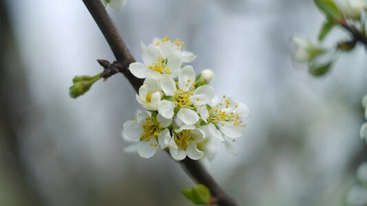Blooming tree sprig of flowers sprig