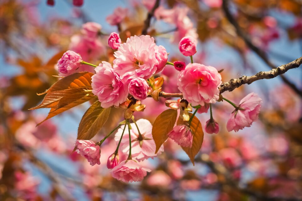 Plant season flowers