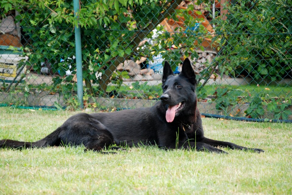 Training alsatian dog