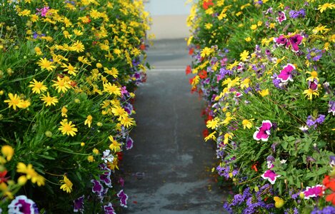 Nature color yellow pink