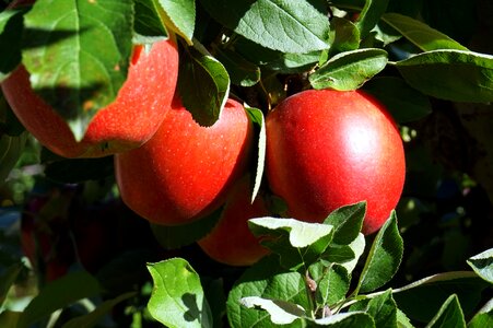 Food nature garden