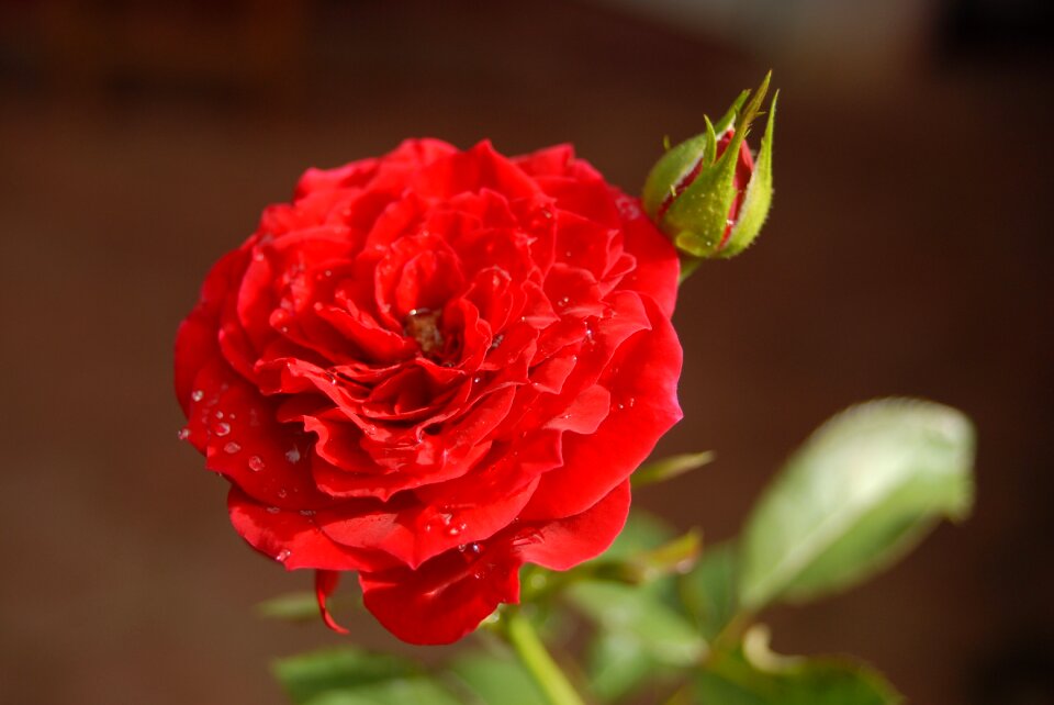 Rosa flower nature