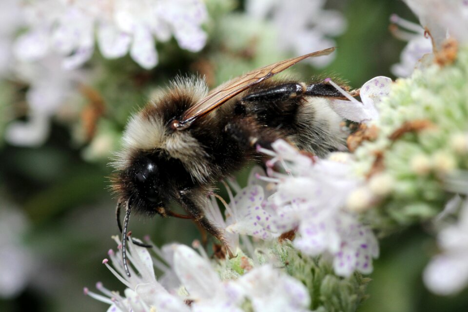 Flower pollination blossom