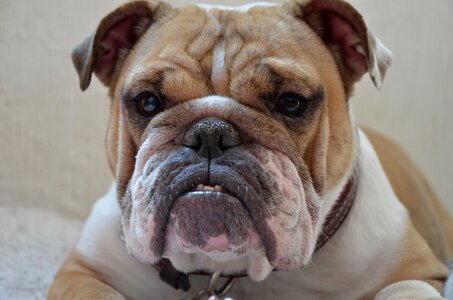 English bulldog english dogs fat