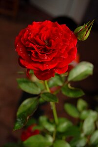 Rosa flower flora