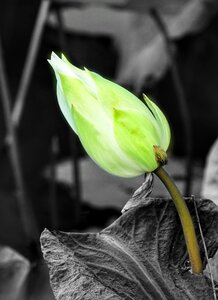 Waterlily pond nature photo