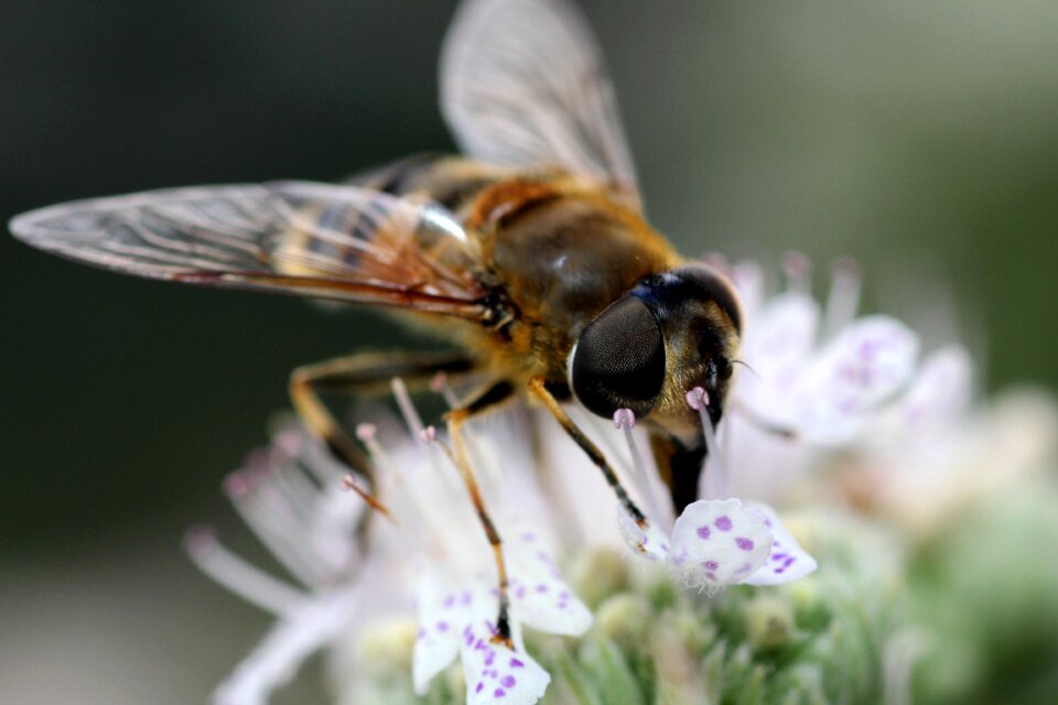 Pollination blossom bloom