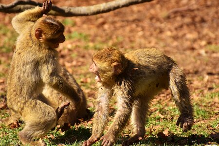 Endangered species monkey mountain salem animal