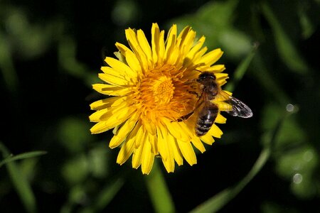 Macro honey bee flower photo