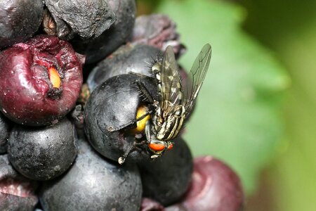 Blossom bloom insect photo