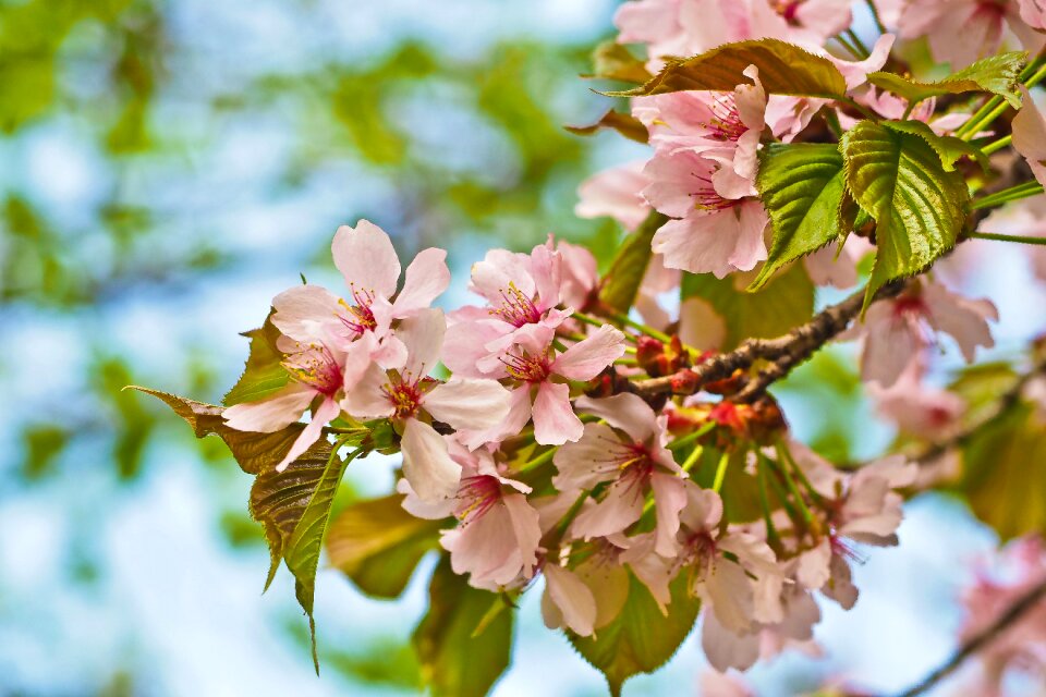 Plant season flowers