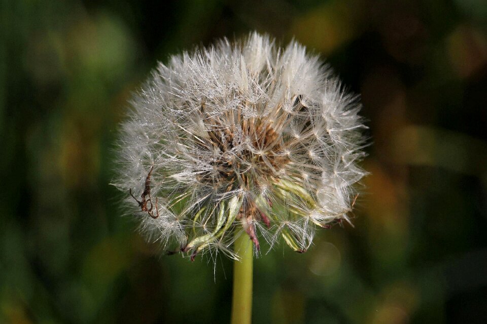Macro dandelion meadow
