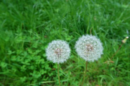 Spring plant pointed flower