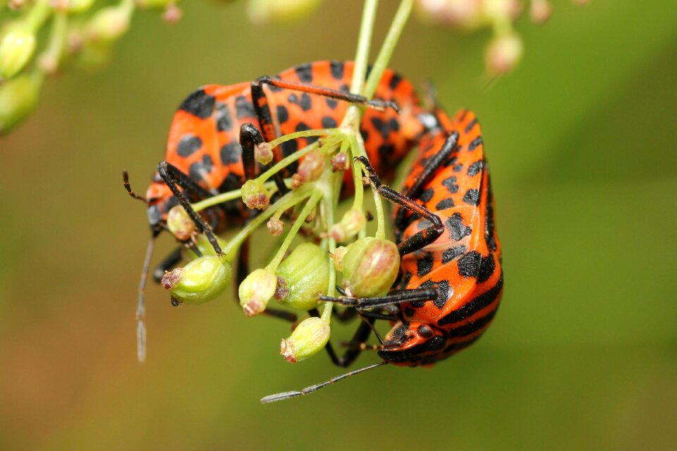 Blossom bloom insect