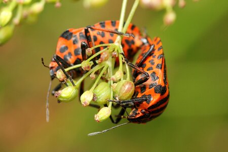 Blossom bloom insect