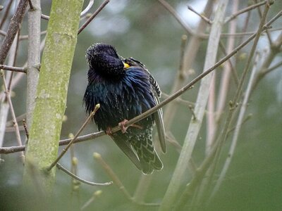 Spring birds plumage