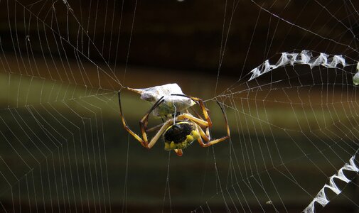 Macro spider colombia