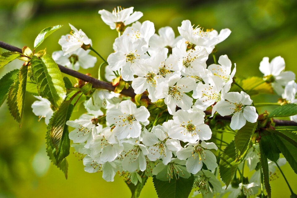 Plant season flowers