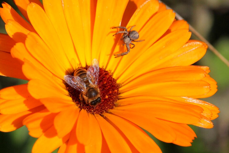 Macro honey bee garden