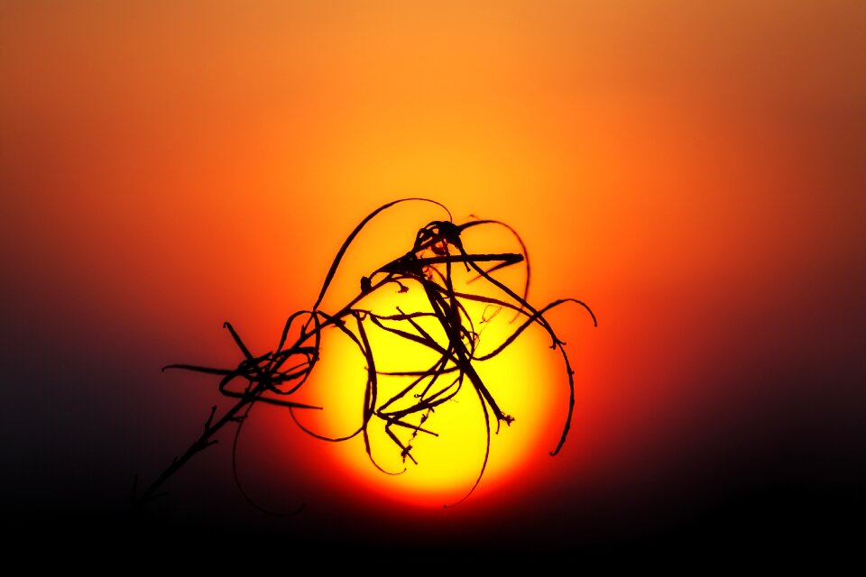 Silhouette setting sun abendstimmung