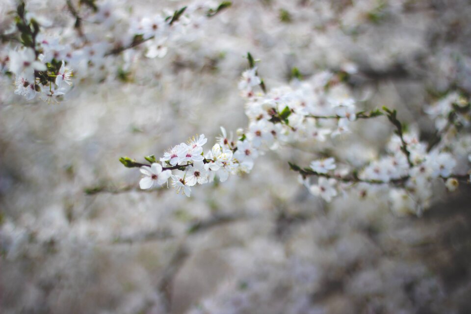 Bokeh blur tree