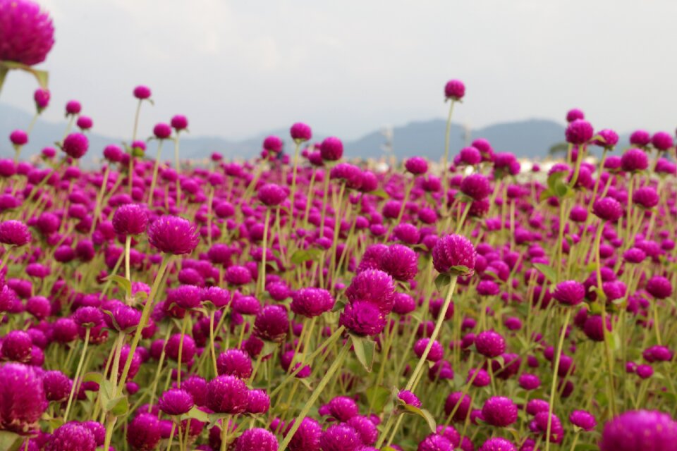 Flower peach-red color Free photos