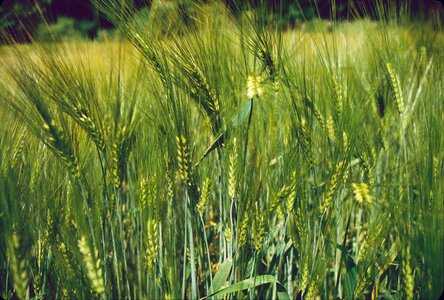 Cereals harvest rural