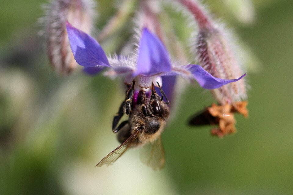 Honey bee blossom bloom