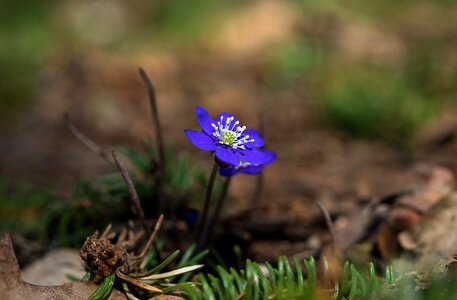 Flower hepatica spring photo