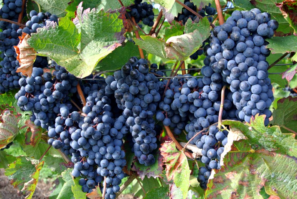 Grape climber plant grow