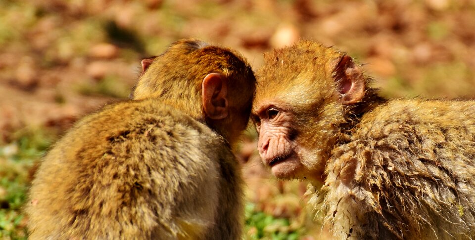 Endangered species monkey mountain salem animal