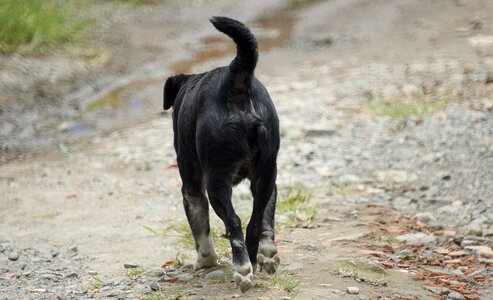 Can stray dog colombia