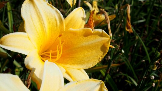 Nature garden yellow flowers