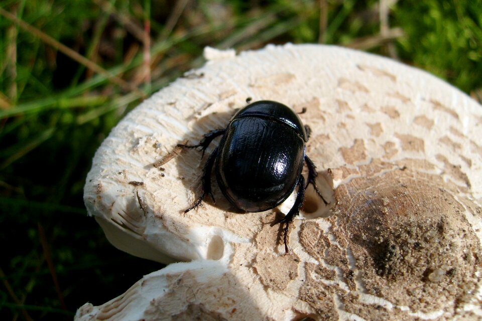 Macro nature mushroom